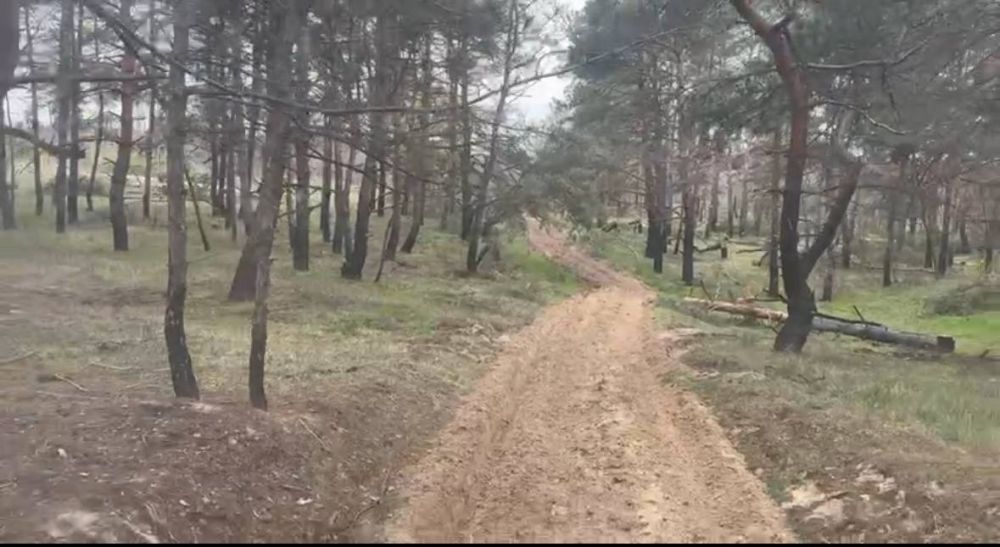 "Голопристанский лесхоз" проводит работы по устройству и уходу за минерализованными полосами в лесных массивах "Голопристанский лесхоз" проводит работы по устройству и уходу за минерализованными полосами в лесных массивах