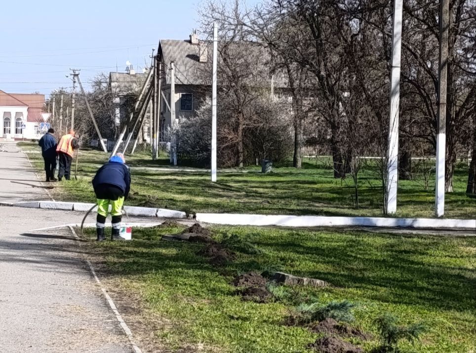 В городе Таврийск высадили 90 кустов можжевельника В городе Таврийск высадили 90 кустов можжевельника
