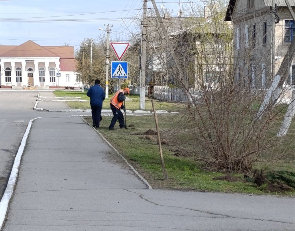 В городе Таврийск высадили 90 кустов можжевельника В городе Таврийск высадили 90 кустов можжевельника