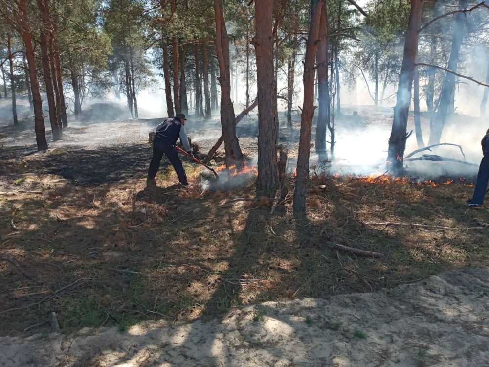 В Херсонской области ликвидировали первый лесной пожар В Херсонской области ликвидировали первый лесной пожар