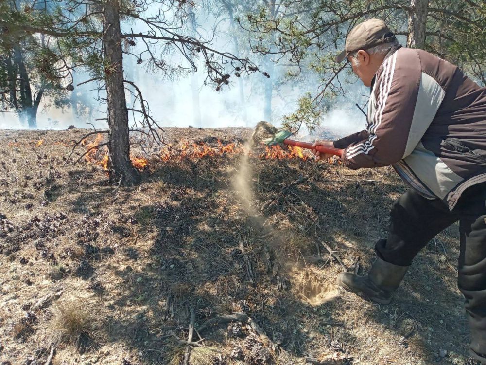 В Херсонской области ликвидировали первый лесной пожар В Херсонской области ликвидировали первый лесной пожар