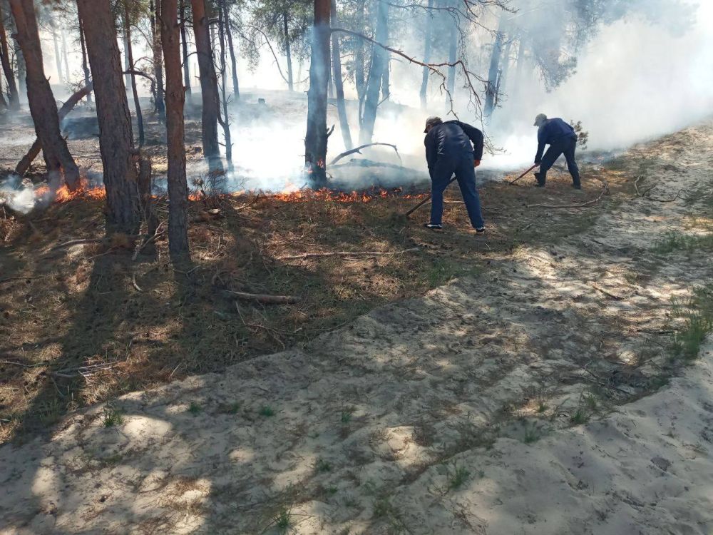 В Херсонской области ликвидировали первый лесной пожар В Херсонской области ликвидировали первый лесной пожар