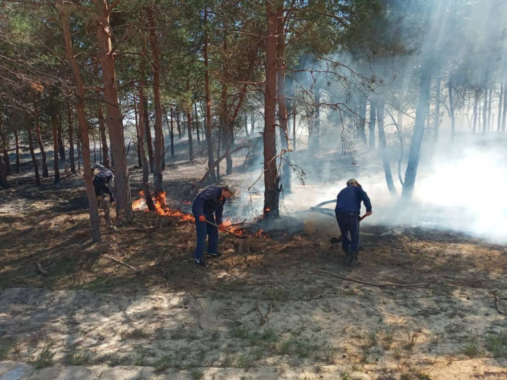 В Херсонской области ликвидировали первый лесной пожар В Херсонской области ликвидировали первый лесной пожар