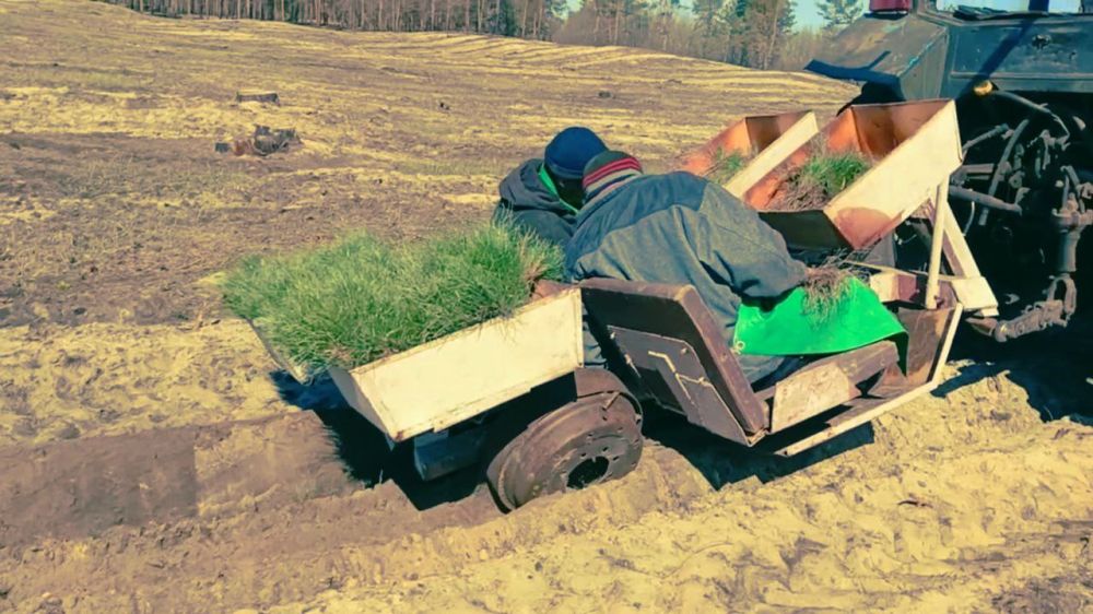 В природном парке "Алешковские пески" высадили 23 тысячи сеянцев сосны на территории леса, пострадавшего от пожара В природном парке "Алешковские пески" высадили 23 тысячи сеянцев сосны на территории леса, пострадавшего от пожара