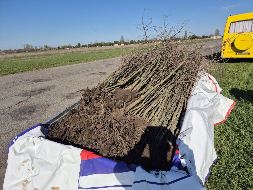Более 300 дубов высадили в Горностаевском округе в рамках благоустройства и озеленения территории Более 300 дубов высадили в Горностаевском округе в рамках благоустройства и озеленения территории
