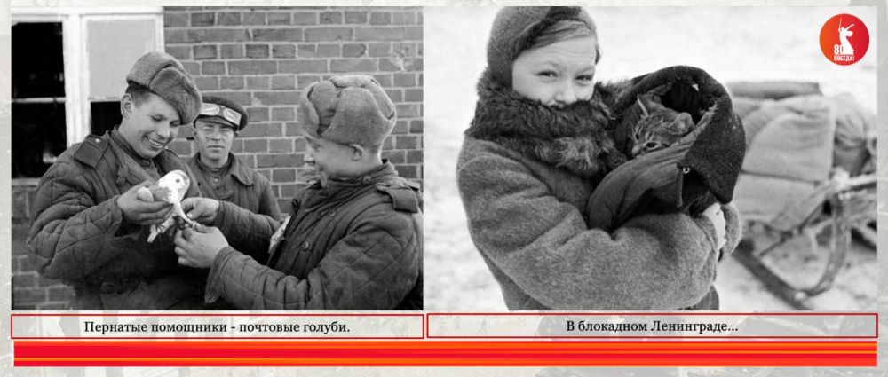 ЧЕТВЕРОНОГИЕ ГЕРОИ – "БОЕВЫЕ ДРУЗЬЯ" В ГОДЫ ВЕЛИКОЙ ОТЕЧЕСТВЕННОЙ ВОЙНЫ ЧЕТВЕРОНОГИЕ ГЕРОИ – "БОЕВЫЕ ДРУЗЬЯ" В ГОДЫ ВЕЛИКОЙ ОТЕЧЕСТВЕННОЙ ВОЙНЫ
