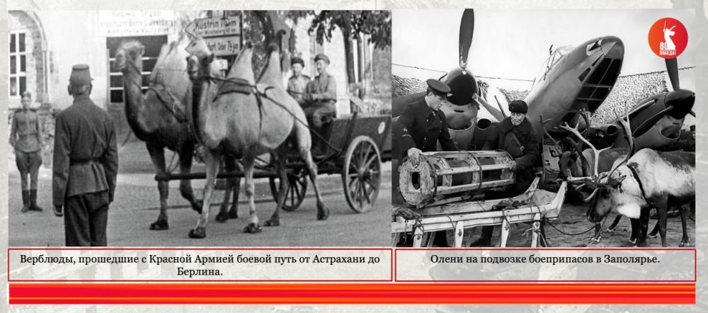 ЧЕТВЕРОНОГИЕ ГЕРОИ – "БОЕВЫЕ ДРУЗЬЯ" В ГОДЫ ВЕЛИКОЙ ОТЕЧЕСТВЕННОЙ ВОЙНЫ ЧЕТВЕРОНОГИЕ ГЕРОИ – "БОЕВЫЕ ДРУЗЬЯ" В ГОДЫ ВЕЛИКОЙ ОТЕЧЕСТВЕННОЙ ВОЙНЫ