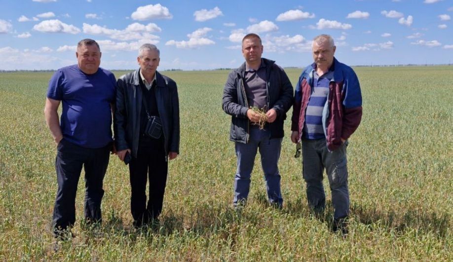 В Чаплинском муниципальном округе проводятся выездные обследования посевов В Чаплинском муниципальном округе проводятся выездные обследования посевов