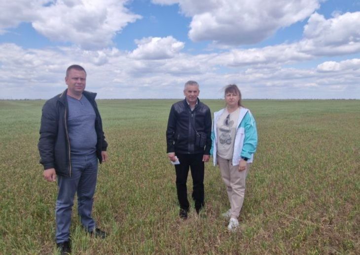 В Чаплинском муниципальном округе проводятся выездные обследования посевов В Чаплинском муниципальном округе проводятся выездные обследования посевов