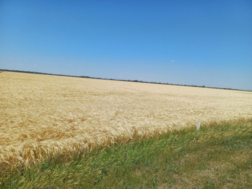 Так выглядит лето на родных просторах