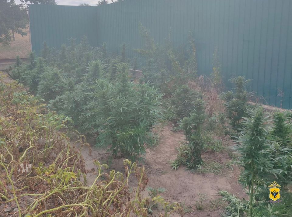 Житель Херсонской области стал фигурантом уголовного дела за незаконное культивирование конопли Житель Херсонской области стал фигурантом уголовного дела за незаконное культивирование конопли