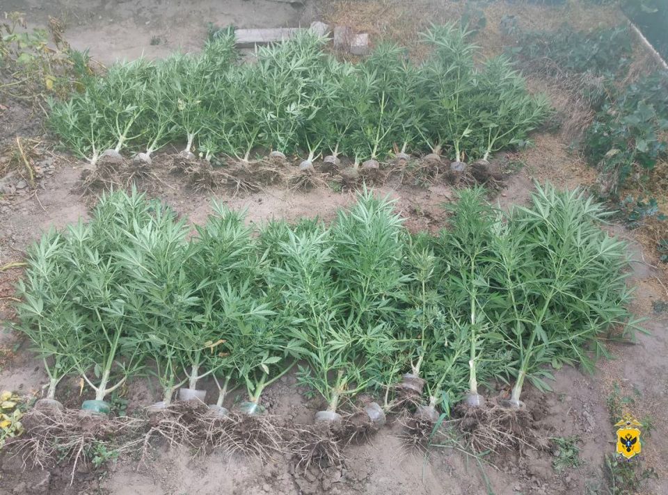 Житель Херсонской области стал фигурантом уголовного дела за незаконное культивирование конопли Житель Херсонской области стал фигурантом уголовного дела за незаконное культивирование конопли