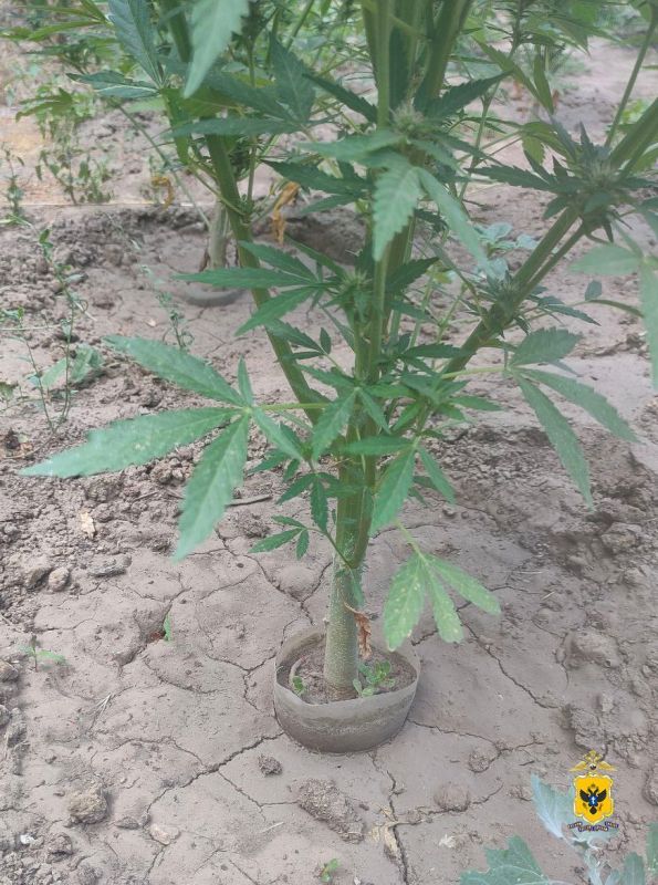 Житель Херсонской области стал фигурантом уголовного дела за незаконное культивирование конопли Житель Херсонской области стал фигурантом уголовного дела за незаконное культивирование конопли