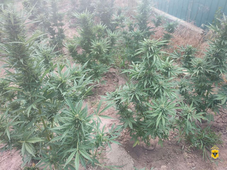 Житель Херсонской области стал фигурантом уголовного дела за незаконное культивирование конопли Житель Херсонской области стал фигурантом уголовного дела за незаконное культивирование конопли