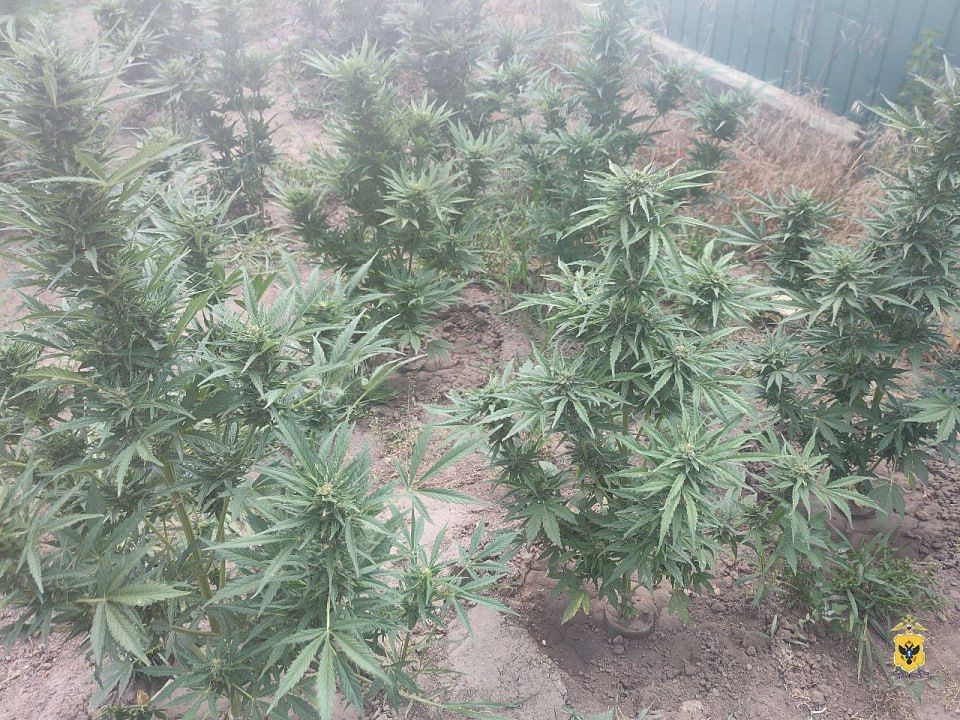 Житель Херсонской области стал фигурантом уголовного дела за незаконное культивирование конопли Житель Херсонской области стал фигурантом уголовного дела за незаконное культивирование конопли