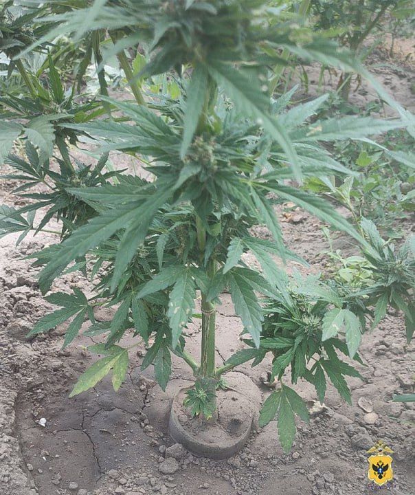 Житель Херсонской области стал фигурантом уголовного дела за незаконное культивирование конопли Житель Херсонской области стал фигурантом уголовного дела за незаконное культивирование конопли