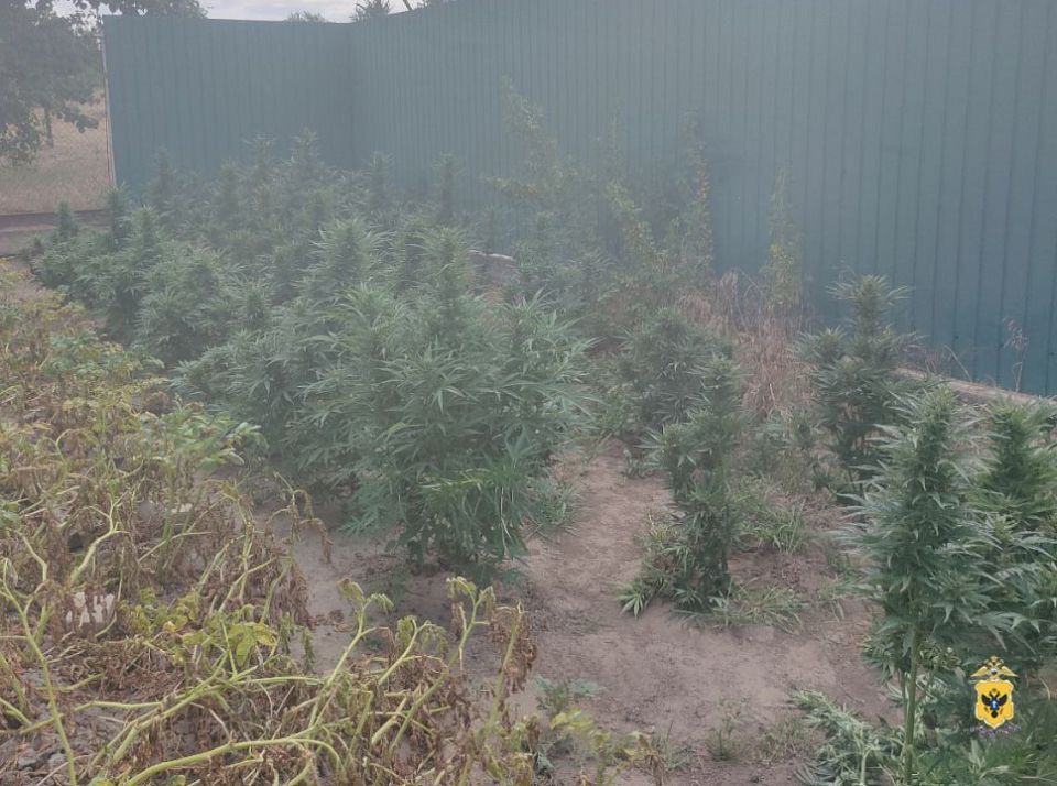 Житель Херсонской области стал фигурантом уголовного дела за незаконное культивирование конопли Житель Херсонской области стал фигурантом уголовного дела за незаконное культивирование конопли