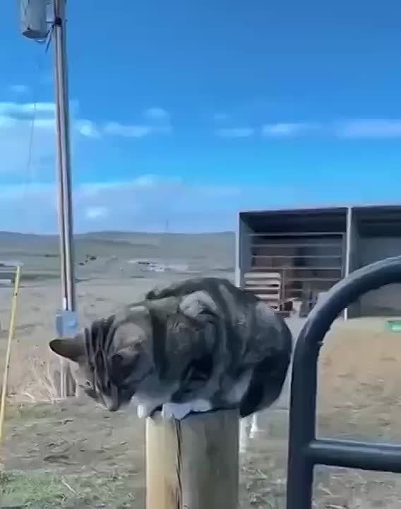    .... , ,   
