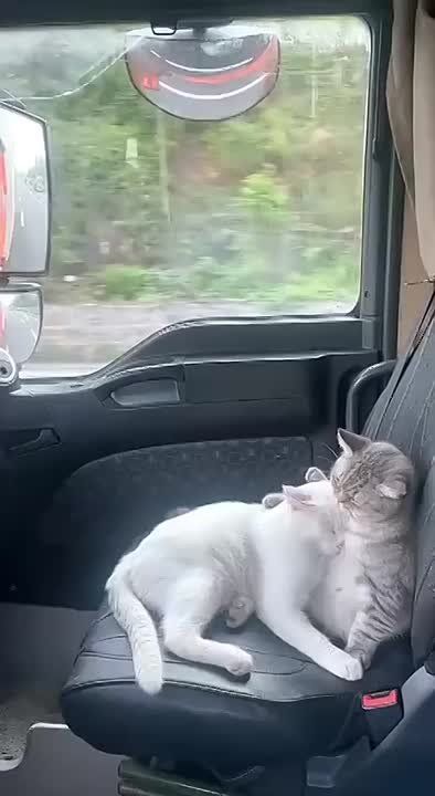   ....  ,  ... ,  , 