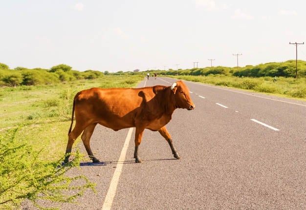 Полицейские устанавливают обстоятельства ДТП в с. Стрелковое Полицейские устанавливают обстоятельства ДТП в с. Стрелковое