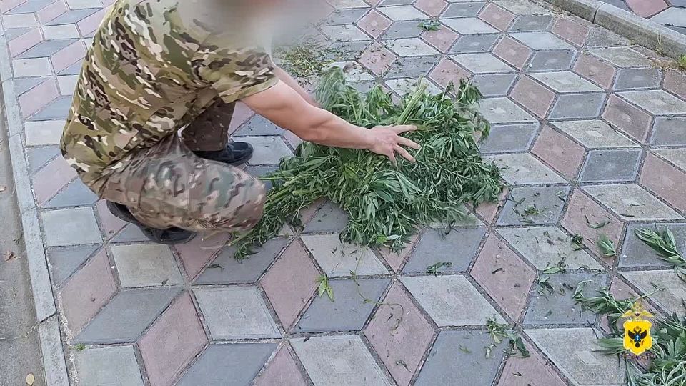 В Херсонской области полицейские изъяли почти 3 килограмма растительного наркотика у местного жителя