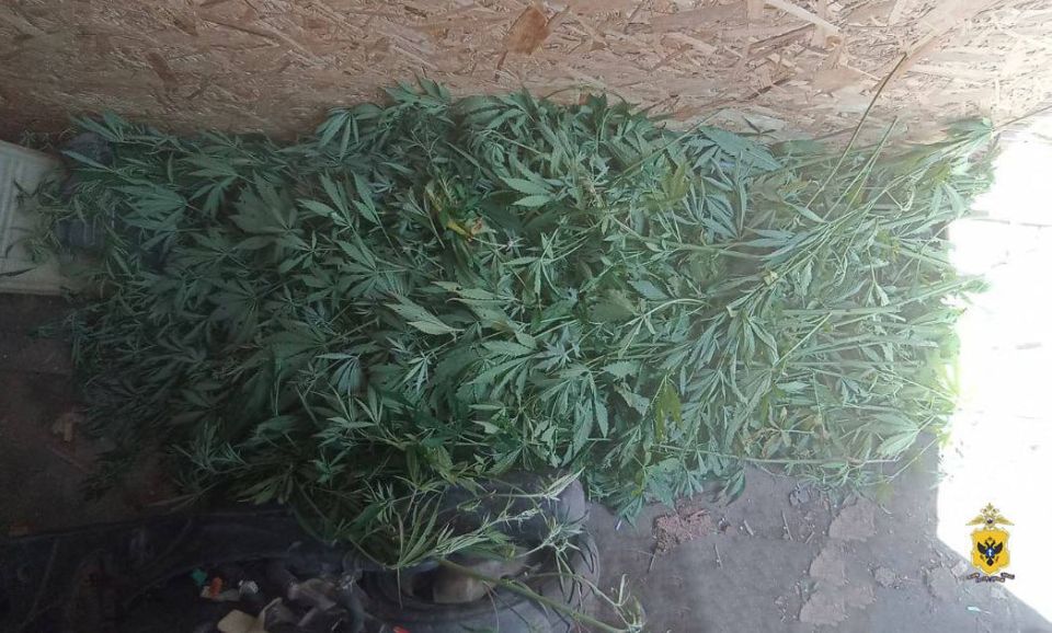 В Херсонской области полицейские изъяли почти 3 килограмма растительного наркотика у местного жителя В Херсонской области полицейские изъяли почти 3 килограмма растительного наркотика у местного жителя