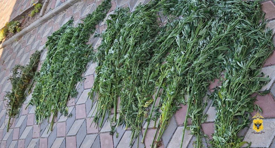 В Херсонской области полицейские изъяли почти 3 килограмма растительного наркотика у местного жителя В Херсонской области полицейские изъяли почти 3 килограмма растительного наркотика у местного жителя