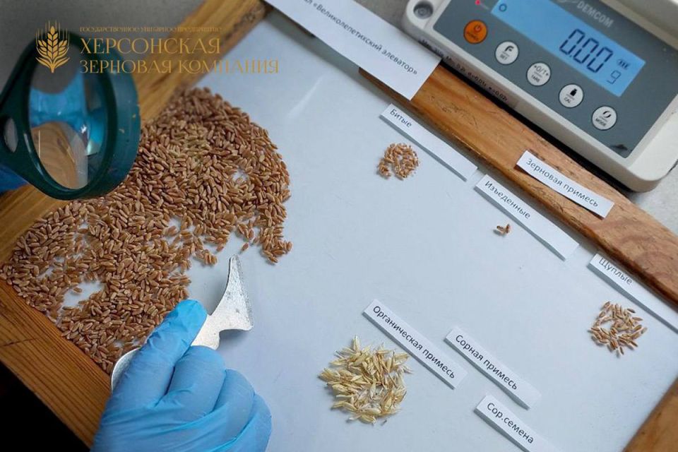 С начала 2024 года специалисты лаборатории филиала «Братолюбовский элеватор» Херсонской зерновой компании провели более 1000 исследований проб зерновых и масличных культур, выращенных аграриями Херсонской области С начала 2024 года специалисты лаборатории филиала «Братолюбовский элеватор» Херсонской зерновой компании провели более 1000 исследований проб зерновых и масличных культур, выращенных аграриями Херсонской области