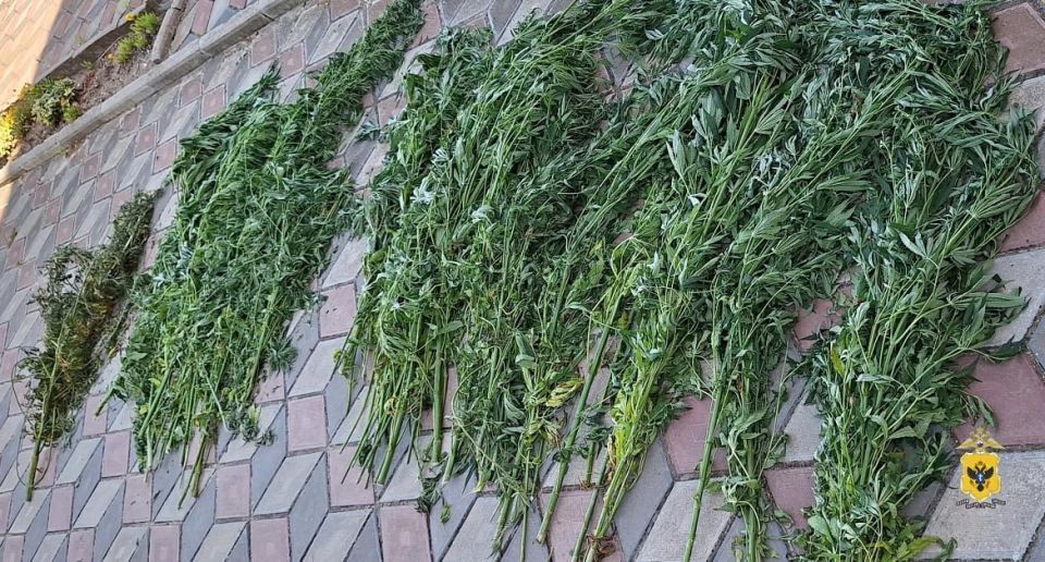 В Херсонской области полицейские изъяли почти 3 килограмма растительного наркотика у местного жителя