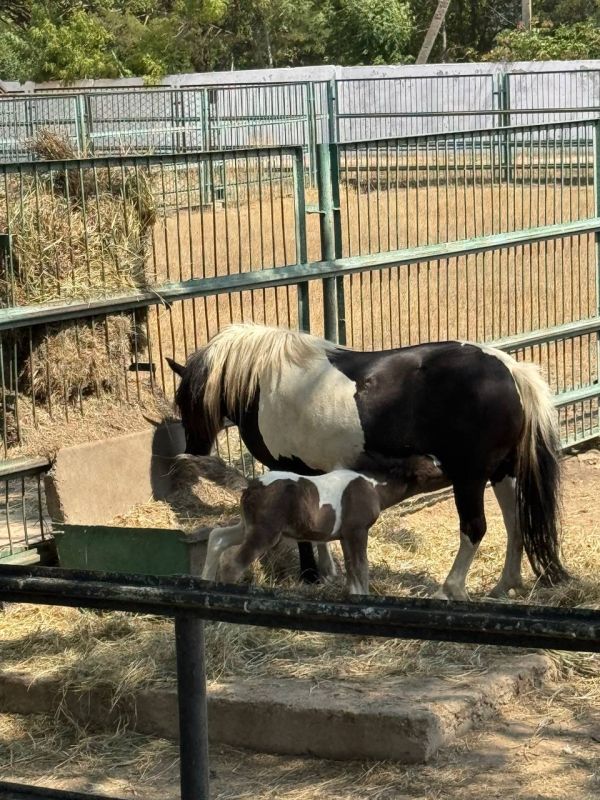 ����� ��������: ������� ������� �������� � �������-����