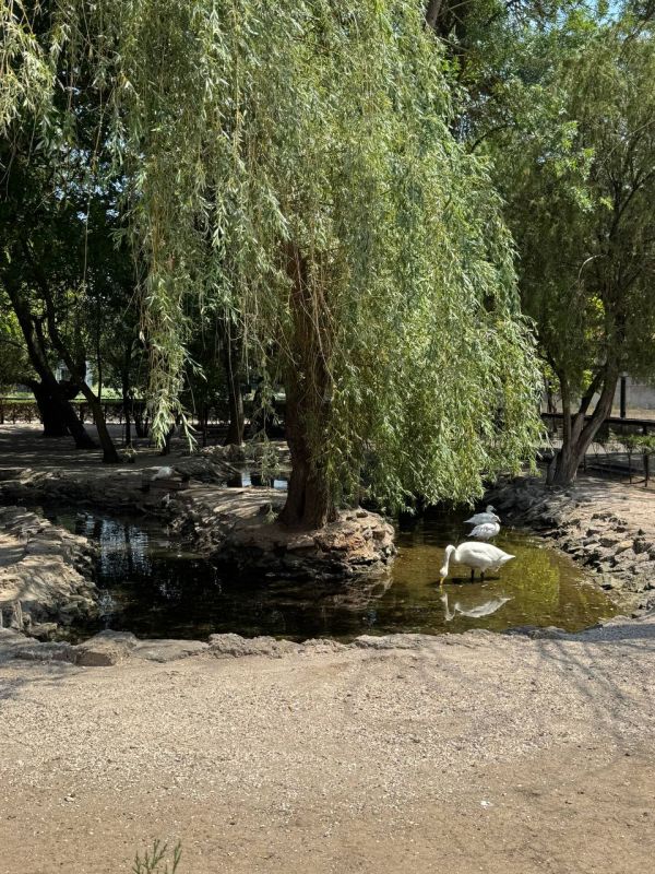 ����� ��������: ������� ������� �������� � �������-����