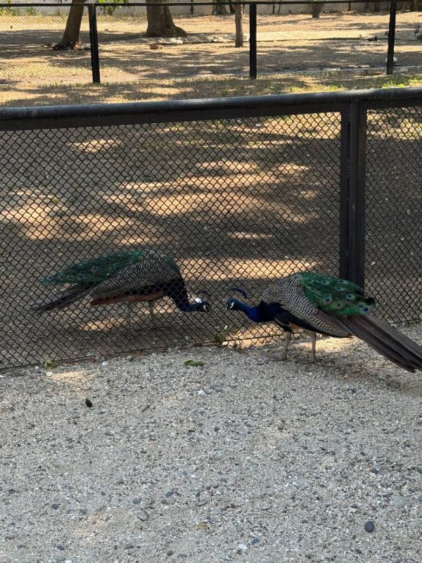 ����� ��������: ������� ������� �������� � �������-����