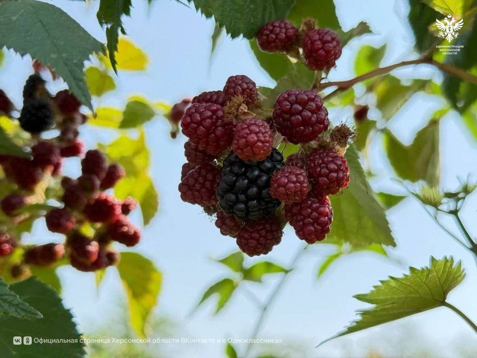 В Голопристанском округе ожидается урожай ежевики до 8 тонн с гектара В Голопристанском округе ожидается урожай ежевики до 8 тонн с гектара