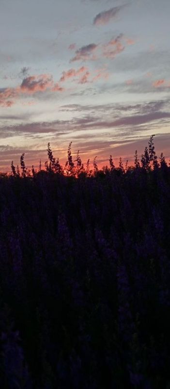 Показываем, как активисты Движения Первых проводят лето! Показываем, как активисты Движения Первых проводят лето!