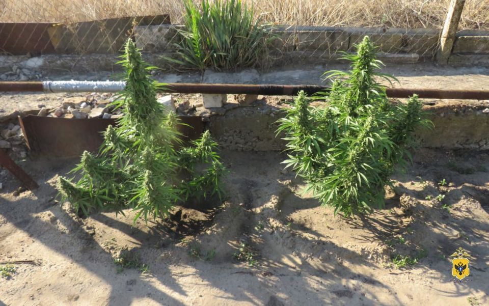 У жителя Новокаховского округа полицейские изъяли партию марихуаны и кусты конопли У жителя Новокаховского округа полицейские изъяли партию марихуаны и кусты конопли