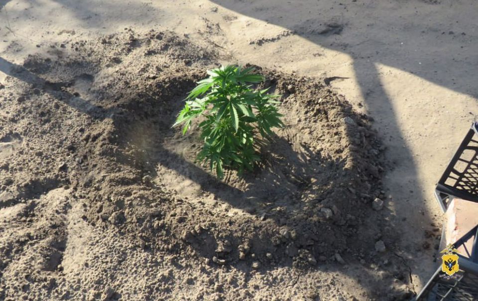 У жителя Новокаховского округа полицейские изъяли партию марихуаны и кусты конопли У жителя Новокаховского округа полицейские изъяли партию марихуаны и кусты конопли