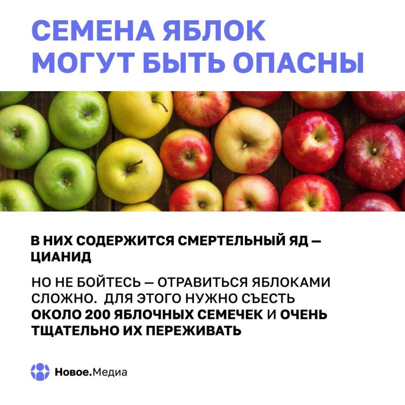 Яблоки сквозь века: факты, о которых вы не догадывались Яблоки сквозь века: факты, о которых вы не догадывались