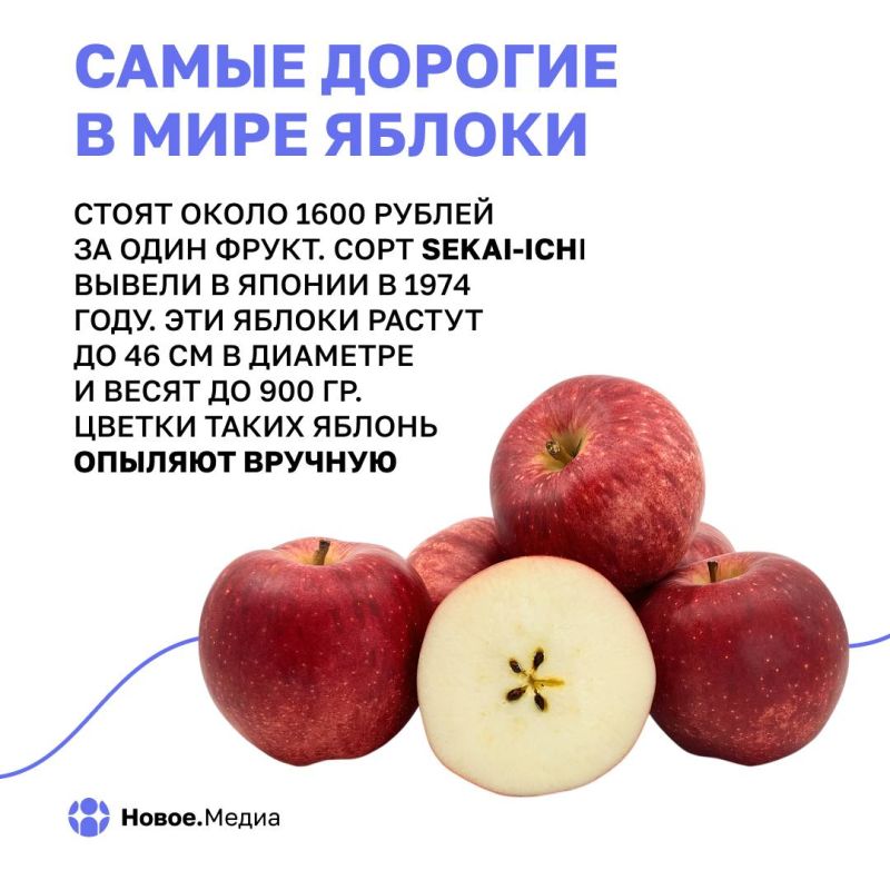 Яблоки сквозь века: факты, о которых вы не догадывались Яблоки сквозь века: факты, о которых вы не догадывались