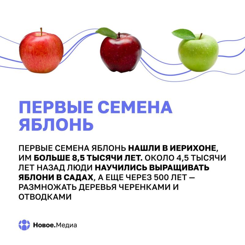 Яблоки сквозь века: факты, о которых вы не догадывались Яблоки сквозь века: факты, о которых вы не догадывались