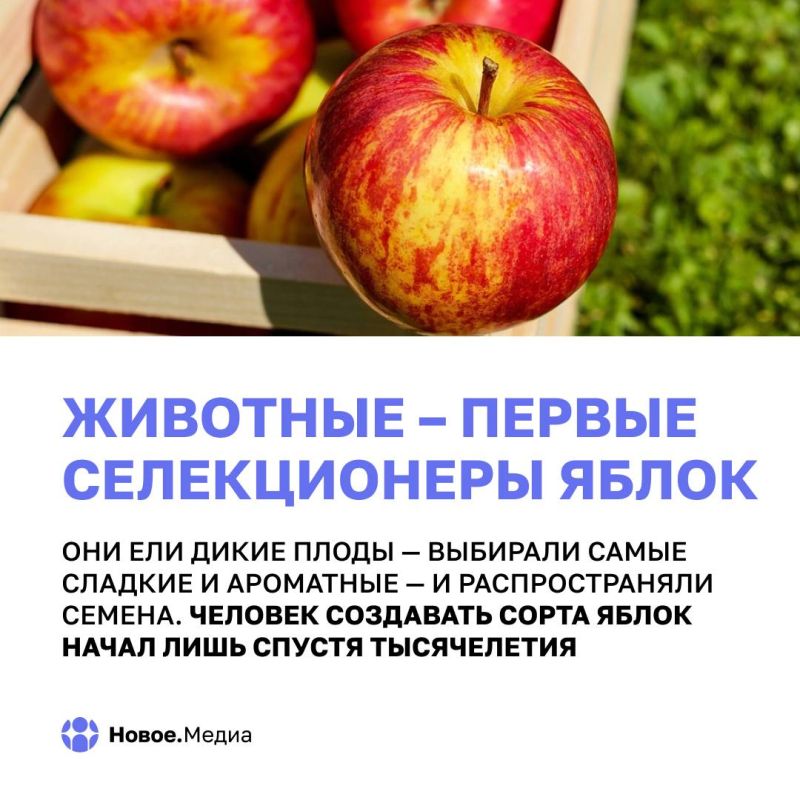 Яблоки сквозь века: факты, о которых вы не догадывались Яблоки сквозь века: факты, о которых вы не догадывались