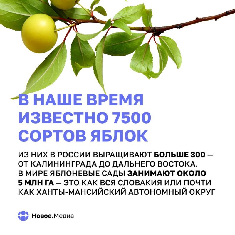 Яблоки сквозь века: факты, о которых вы не догадывались Яблоки сквозь века: факты, о которых вы не догадывались