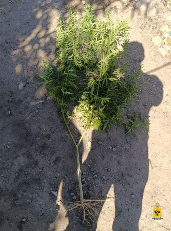 В Геническом и Алешкинском округах полицейские изъяли у двух сельчан наркотические средства В Геническом и Алешкинском округах полицейские изъяли у двух сельчан наркотические средства