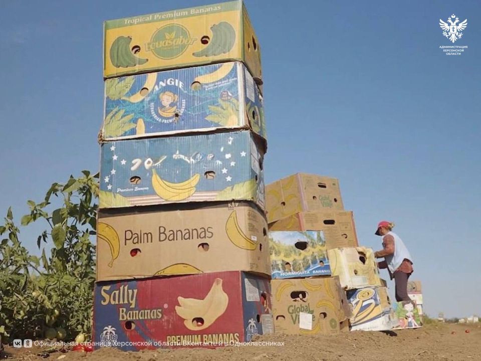 Аграрии Херсонской области планируют собрать более 50 тысяч тонн овощей Аграрии Херсонской области планируют собрать более 50 тысяч тонн овощей