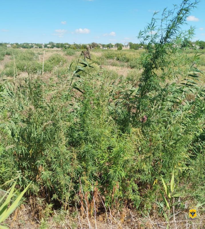 В Херсонской области сотрудниками полиции выявлены и уничтожены очаги произрастания дикорастущей конопли В Херсонской области сотрудниками полиции выявлены и уничтожены очаги произрастания дикорастущей конопли