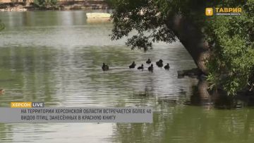 В Херсонской области обитает 41 вид птиц, занесенных в Красную книгу России, поделился Валерий Сиохин