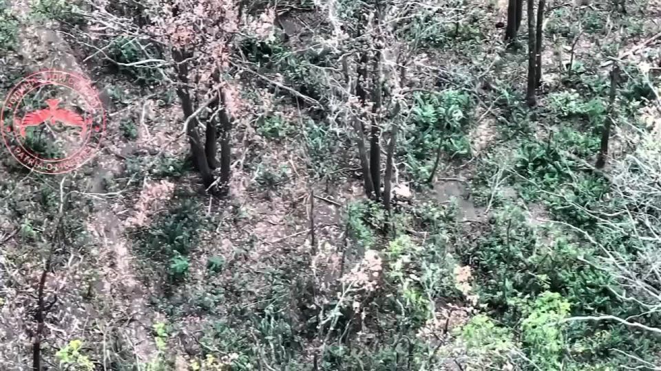 х2 Украинских военнослужащих решили пойти на штурм позиции Российских военнослужащих, сначала по ним отработали кассетным боеприпасом, ранив обоих, а после добили FPV-дроном