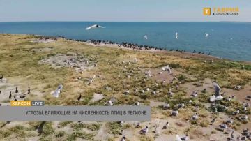 Обмеление Сиваша стало одной из главных причин снижения численности птиц в регионе, заявил Валерий Сиохин