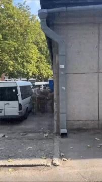 Енот из Херсона: Очередной шедевр МОСФИЛЬМА!