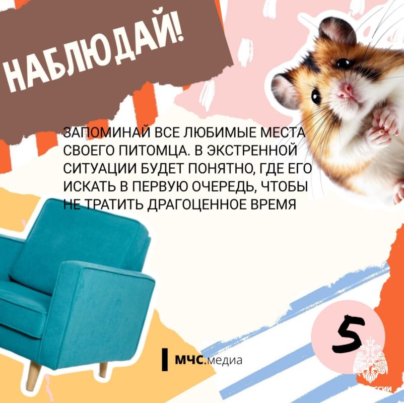 Чтобы котята были в безопасности Чтобы котята были в безопасности