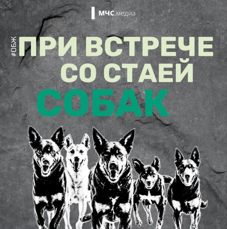 Когда собака — враг человека